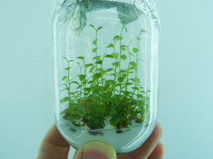 Planta In-Vitro