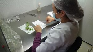 Laboratorio In-Vitro Ltda