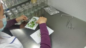 Laboratorio In-Vitro Ltda